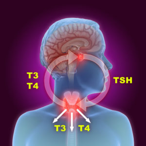 illustration of the thyroid gland and pituitary gland