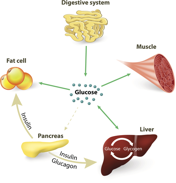 Blood sugar or glucose and insulin